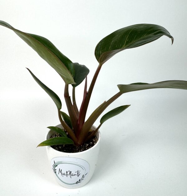Filodendron Birkin Pink - Image 2