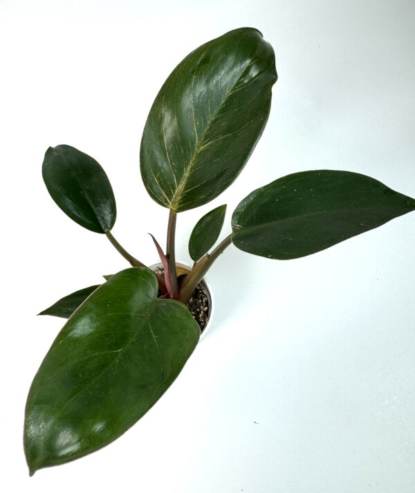 Filodendron Birkin Pink