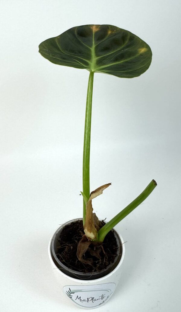 Filodendron Glorious - Image 2