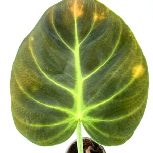 Filodendron Glorious