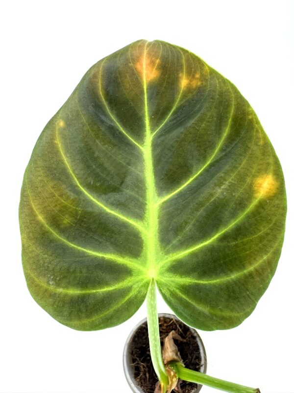 Filodendron Glorious