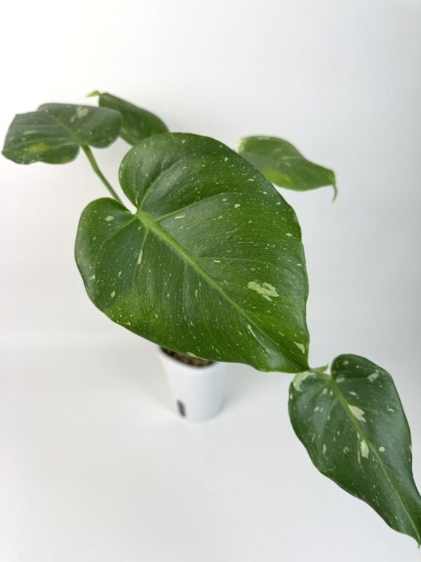 Monstera Thai Constellation - Image 2