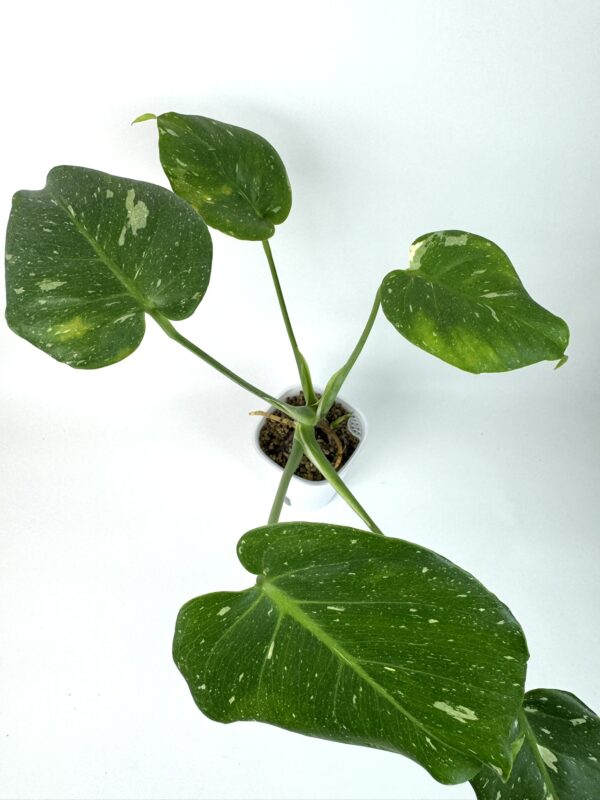 Monstera Thai Constellation - Image 3