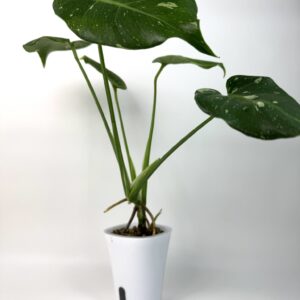 Monstera Thai Constellation