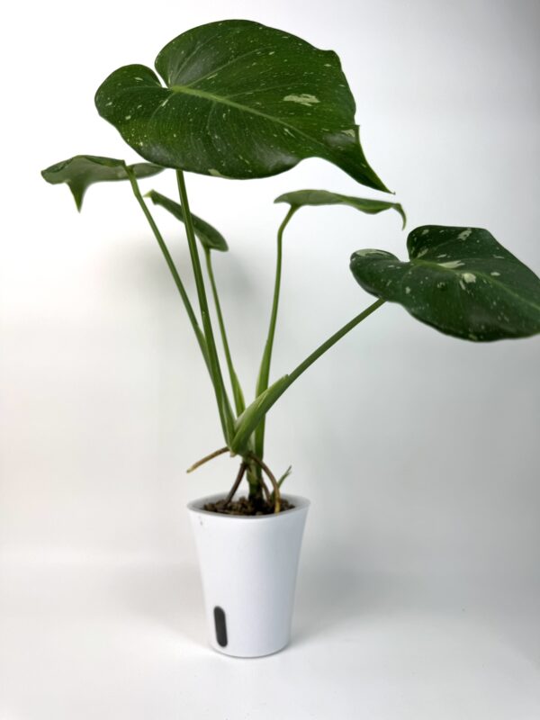 Monstera Thai Constellation