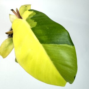 Filodendron Jungle Fever Variegata