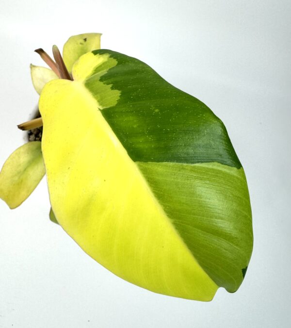 Filodendron Jungle Fever Variegata
