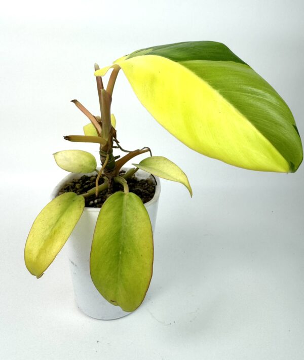 Filodendron Jungle Fever Variegata - Image 2