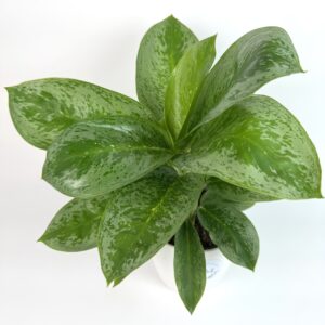 Aglaonema Lemon Mint