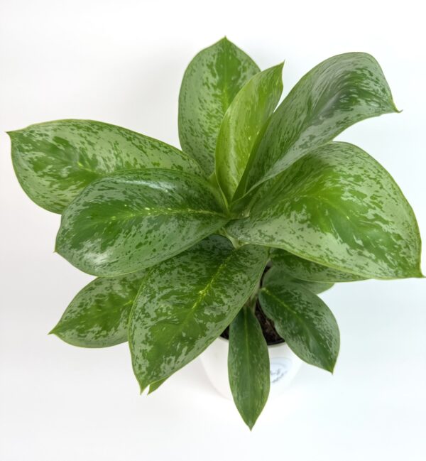 Aglaonema Lemon Mint
