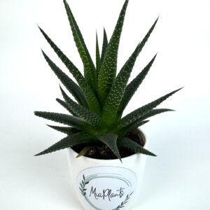 Haworthia