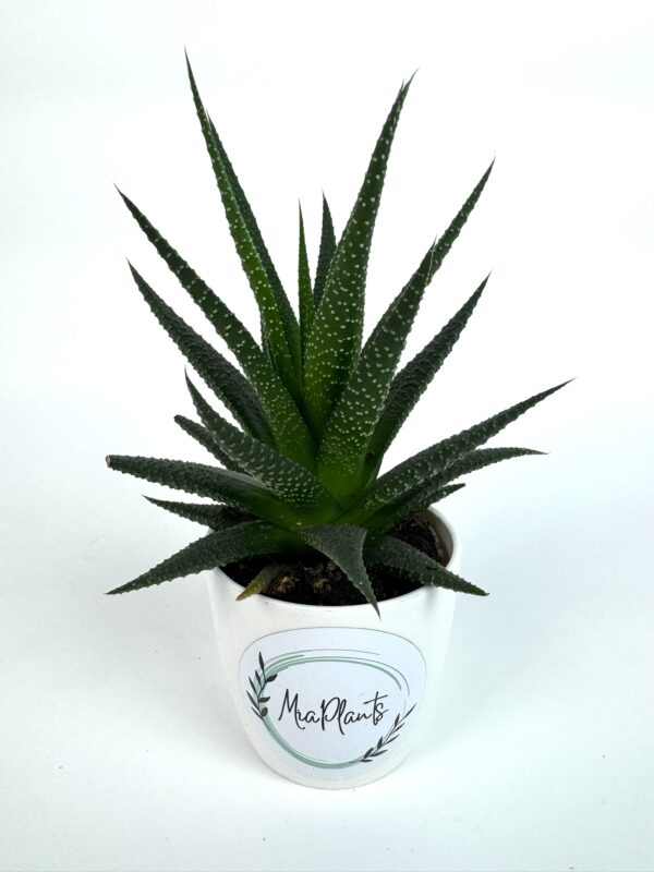 Haworthia