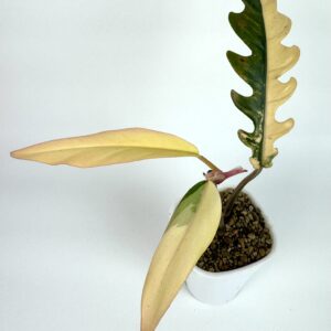 Filodendron Caramel Marble
