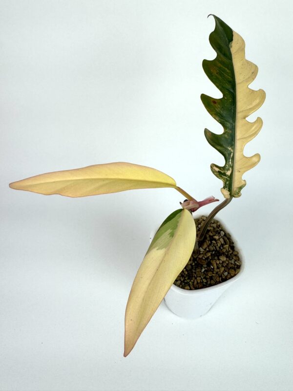 Filodendron Caramel Marble