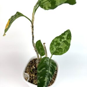 Aglaonema Pictum Tricolor