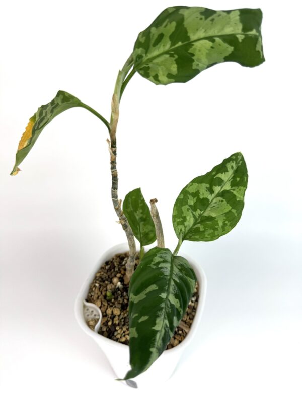 Aglaonema Pictum Tricolor