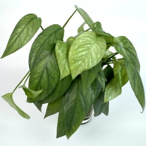 Filodendron Cebu Blue juurdunud pistik