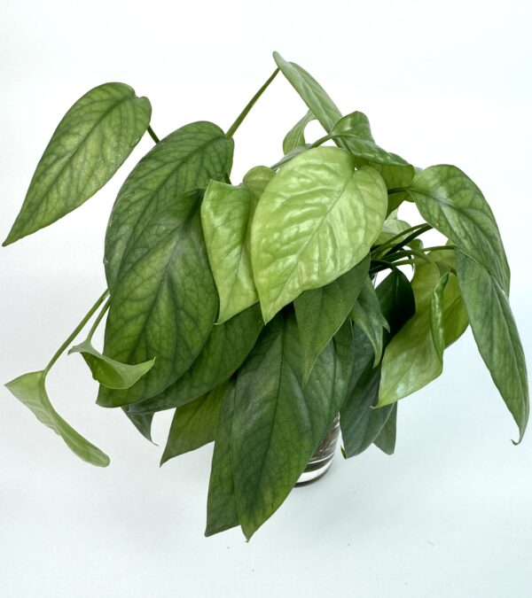 Filodendron Cebu Blue juurdunud pistik