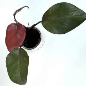 Filodendron Orange Princess