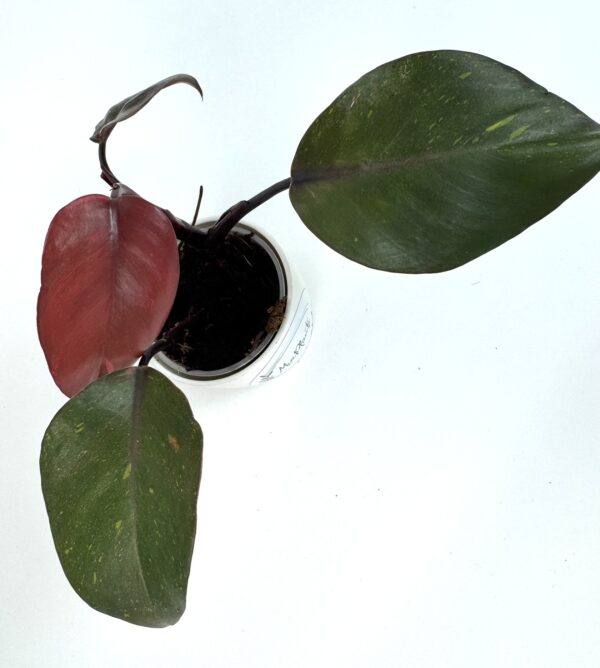 Filodendron Orange Princess