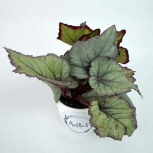 Begonia DS-Vanessa