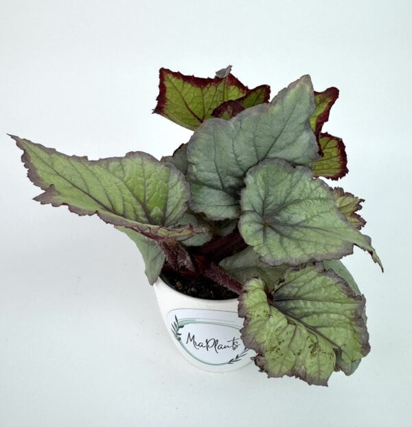 Begonia DS-Vanessa
