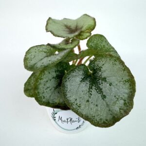 Begonia Escargot