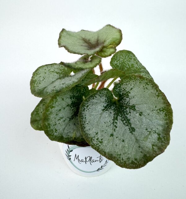 Begonia Escargot