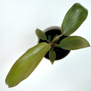 Filodendron Bronze