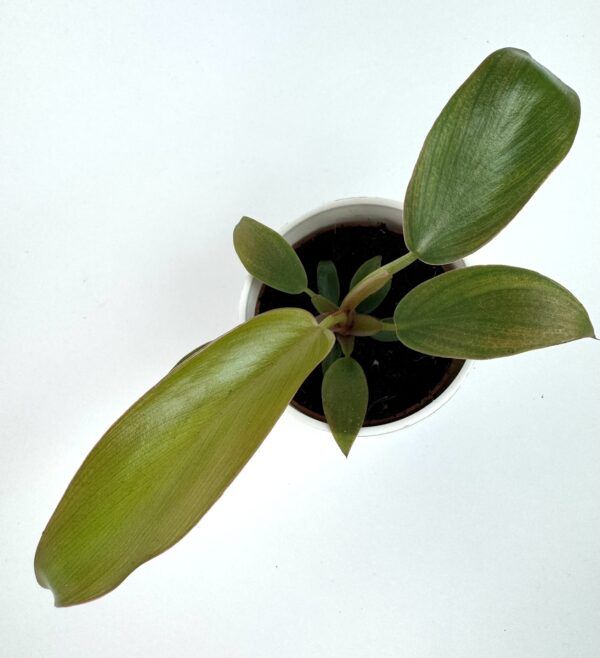 Filodendron Bronze