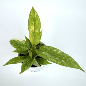Filodendron Ring Of Fire