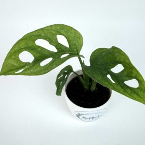 Monstera Adansonii Mint
