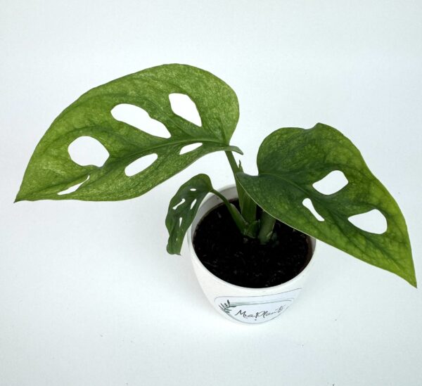 Monstera Adansonii Mint