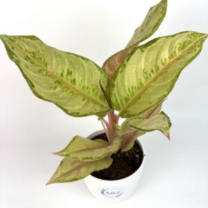 Aglaonema Corn Silk