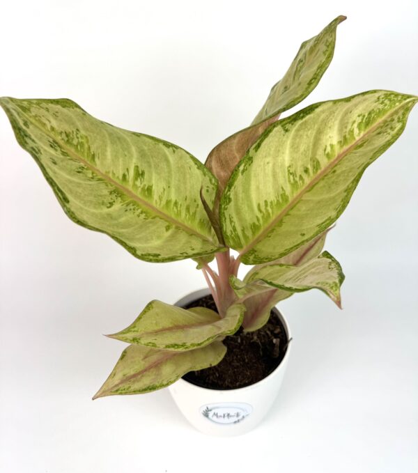 Aglaonema Corn Silk