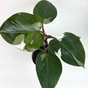 Filodendron White Knight
