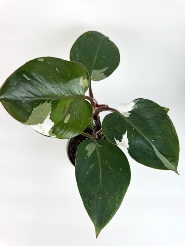 Filodendron White Knight