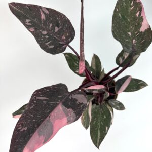 Filodendron Pink Princess