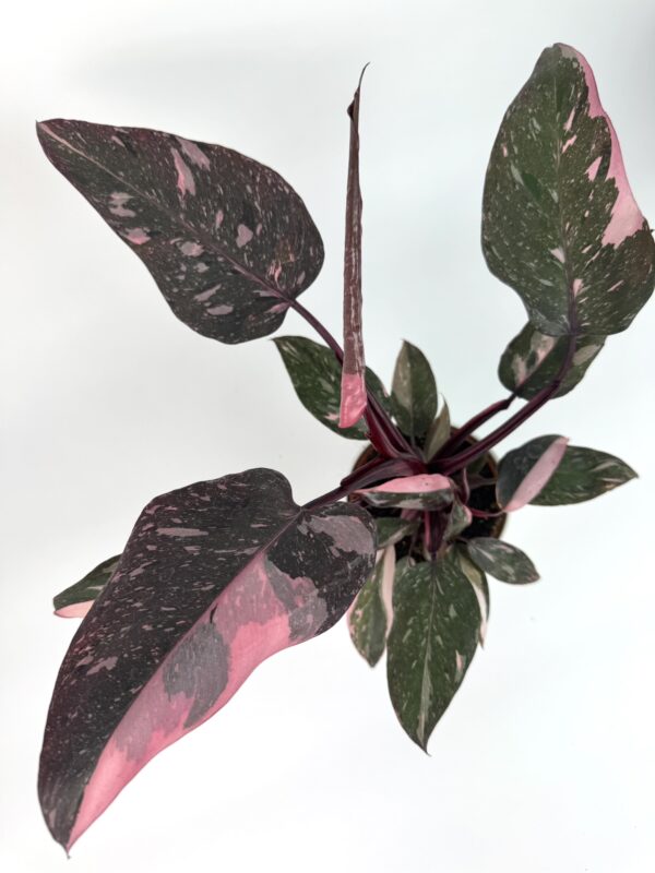 Filodendron Pink Princess