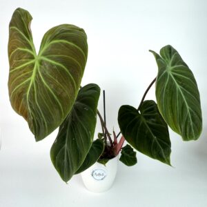 Filodendron El Choco Red