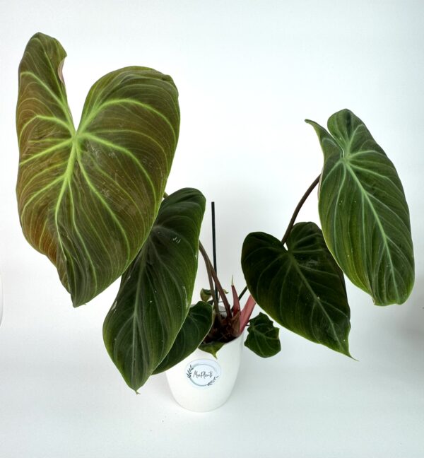 Filodendron El Choco Red