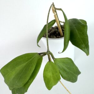 Vahalill Cutis Porcelana