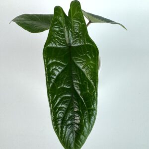 Alokaasia Scalprum