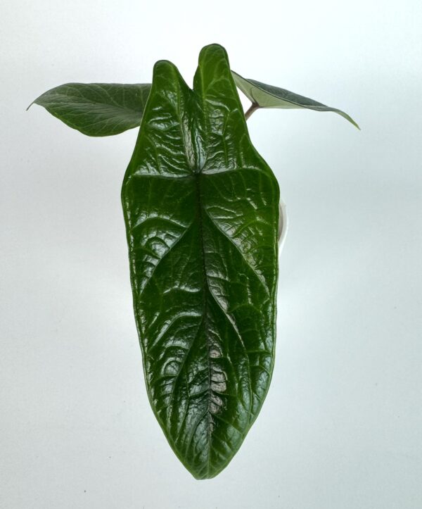 Alokaasia Scalprum