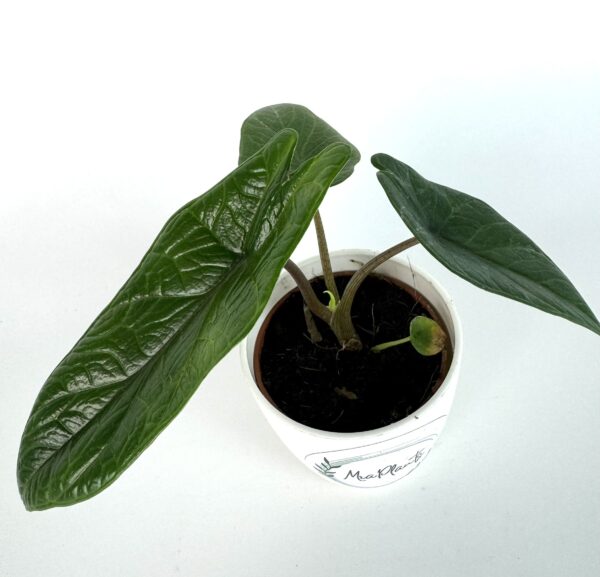 Alokaasia Scalprum - Image 2