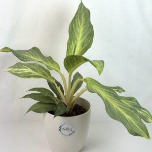 Aglaonema Green Surprise