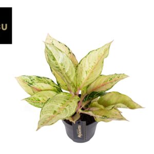 Aglaonema Chartreuse Pretty
