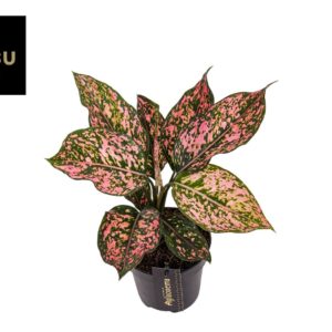 Aglaonema Pink Leopard