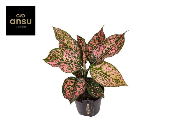 Aglaonema Pink Leopard