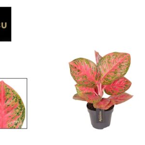 Aglaonema Red Balloon